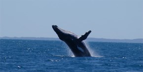 Hervey Bay Accommodation - Whale Watching